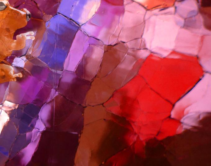 Frog color glass MGD©