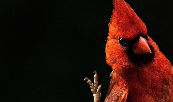 Fiction from C.B.&nbsp;Auder