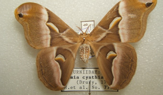 Poetry from Elizabeth&nbsp;Sunflower