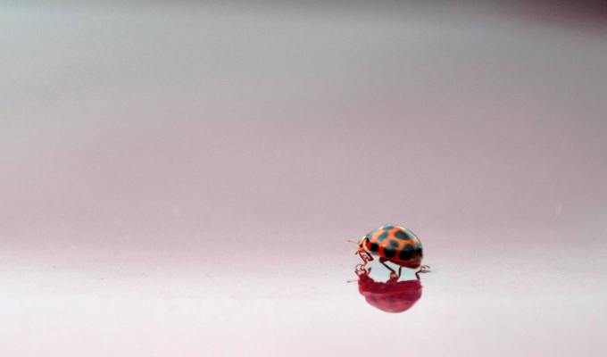 Fiction from Bikram&nbsp;Sharma