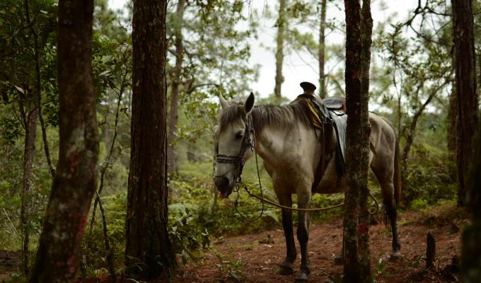 Poetry from Shome&nbsp;Dasgupta