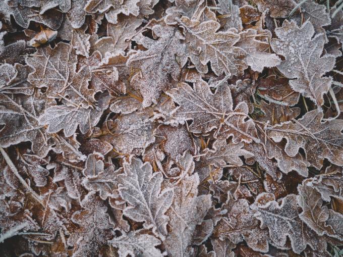 A pile of leaves, covered in frost.