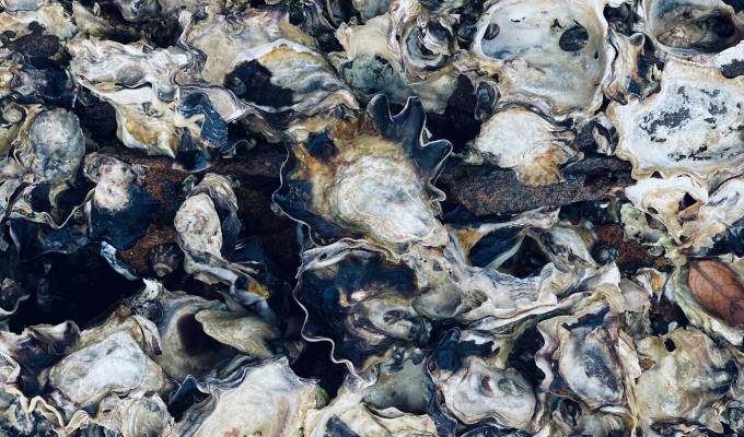 Nonfiction from Amy R.&nbsp;Martin