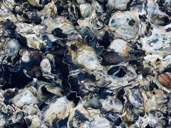 Oyster shells gathered together to fill a frame