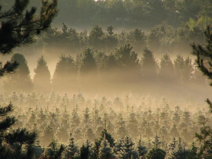 A landscape of fir trees encased in fog