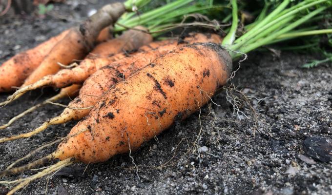 Poetry from Camille&nbsp;Newsom