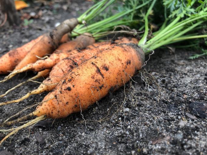 A small grouping of freshly picked carrots, still covered in soil