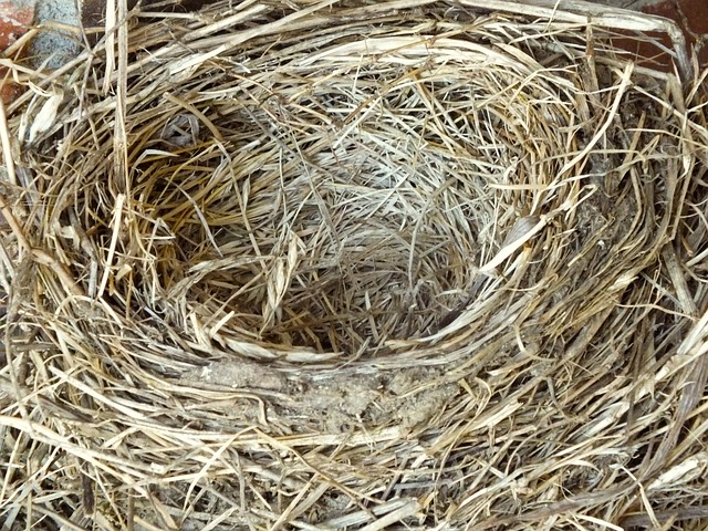 Close up of an empty robin's nest