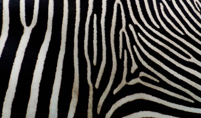 Fiction from Iona&nbsp;Rule