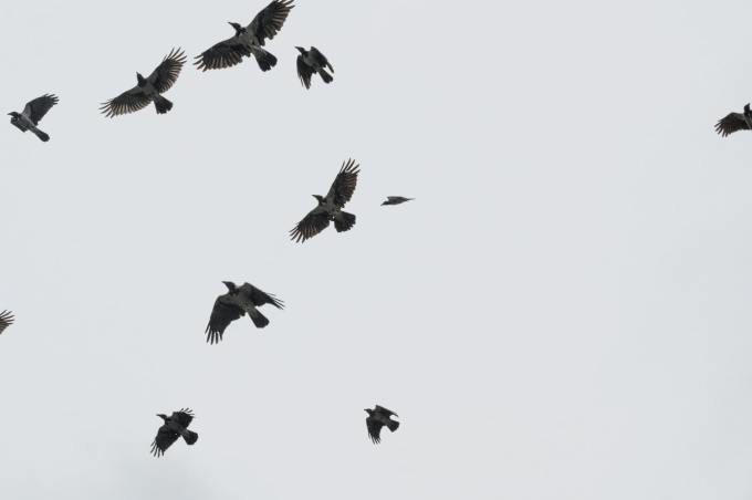 A murder of crows fly through the air