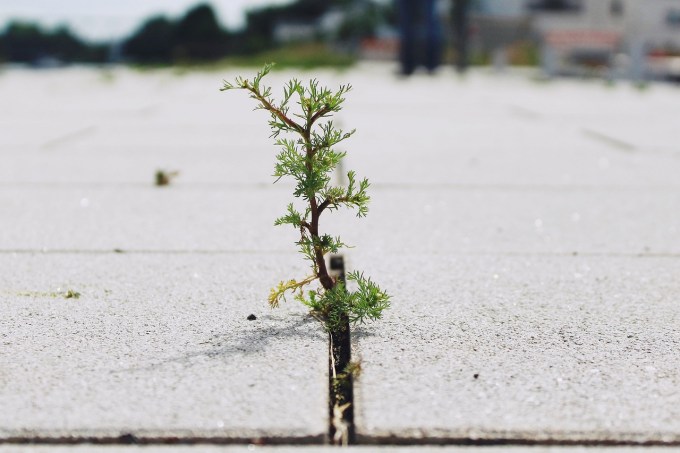 The beginning of a tree growing from between two sidewalk bricks