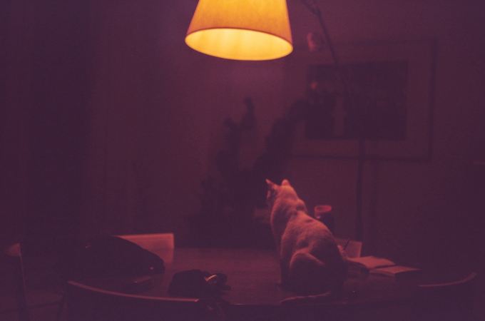 Dim lamplight illuminates a cat sitting on a table