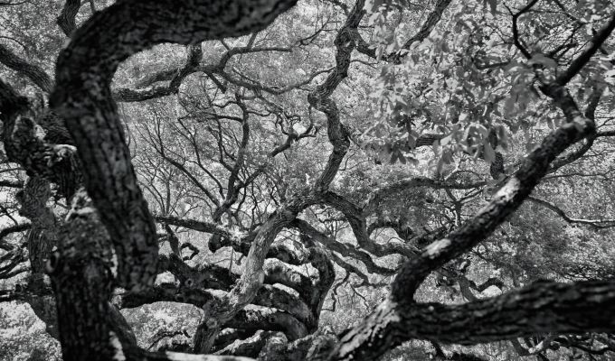 Poetry from Joshua&nbsp;Torrence