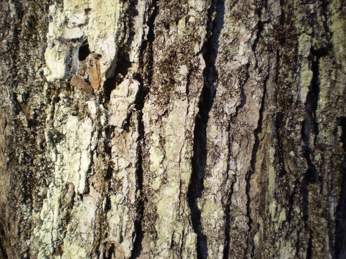 Maple tree bark