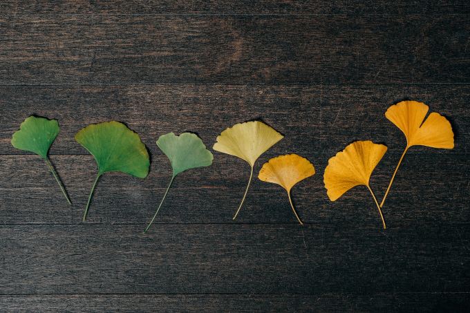 A row of ginkgo leaves, shifting from green to yellow, rest atop a wood surface.