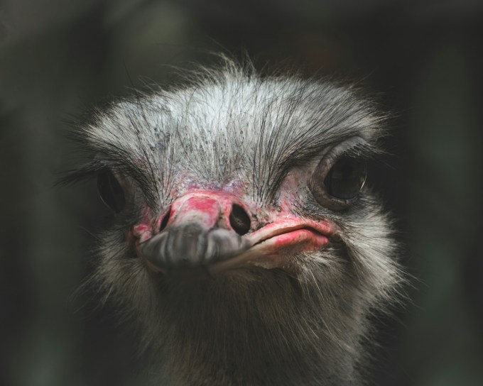 Shallow focus of a gray ostrich face.