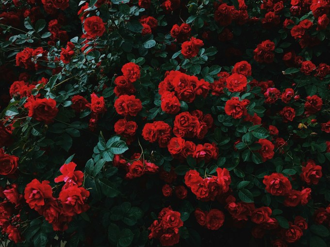 Red roses in bloom