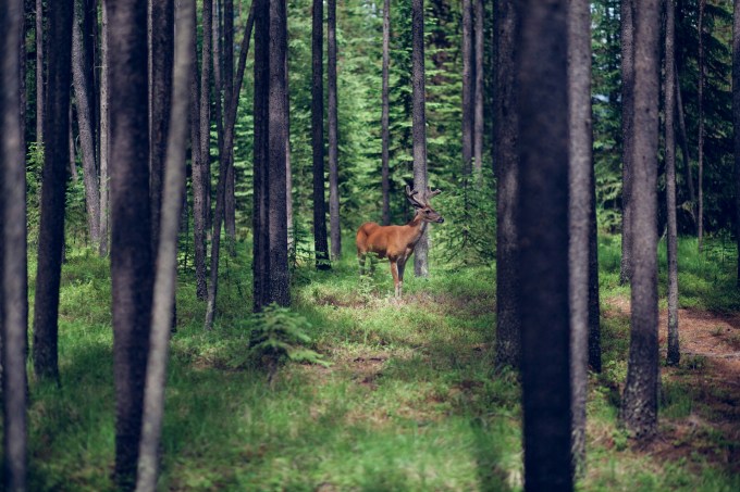 Brown deer in a forest
