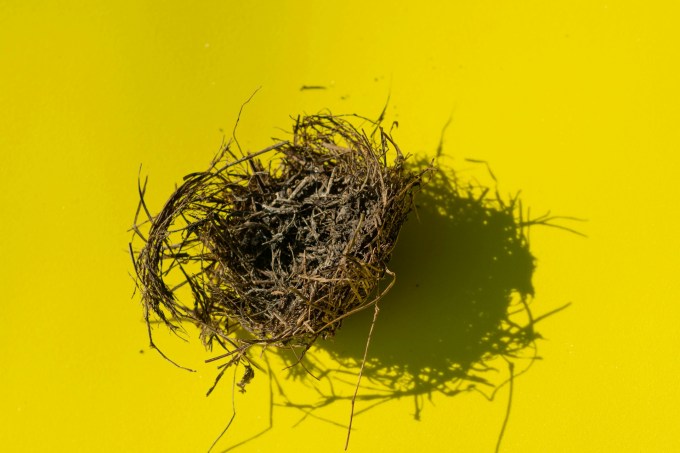 Broken bird's nest on a yellow background.