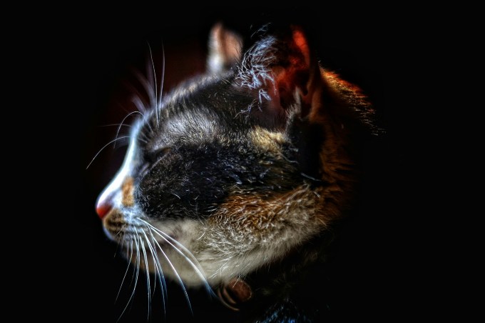 Calico cat face on a black background
